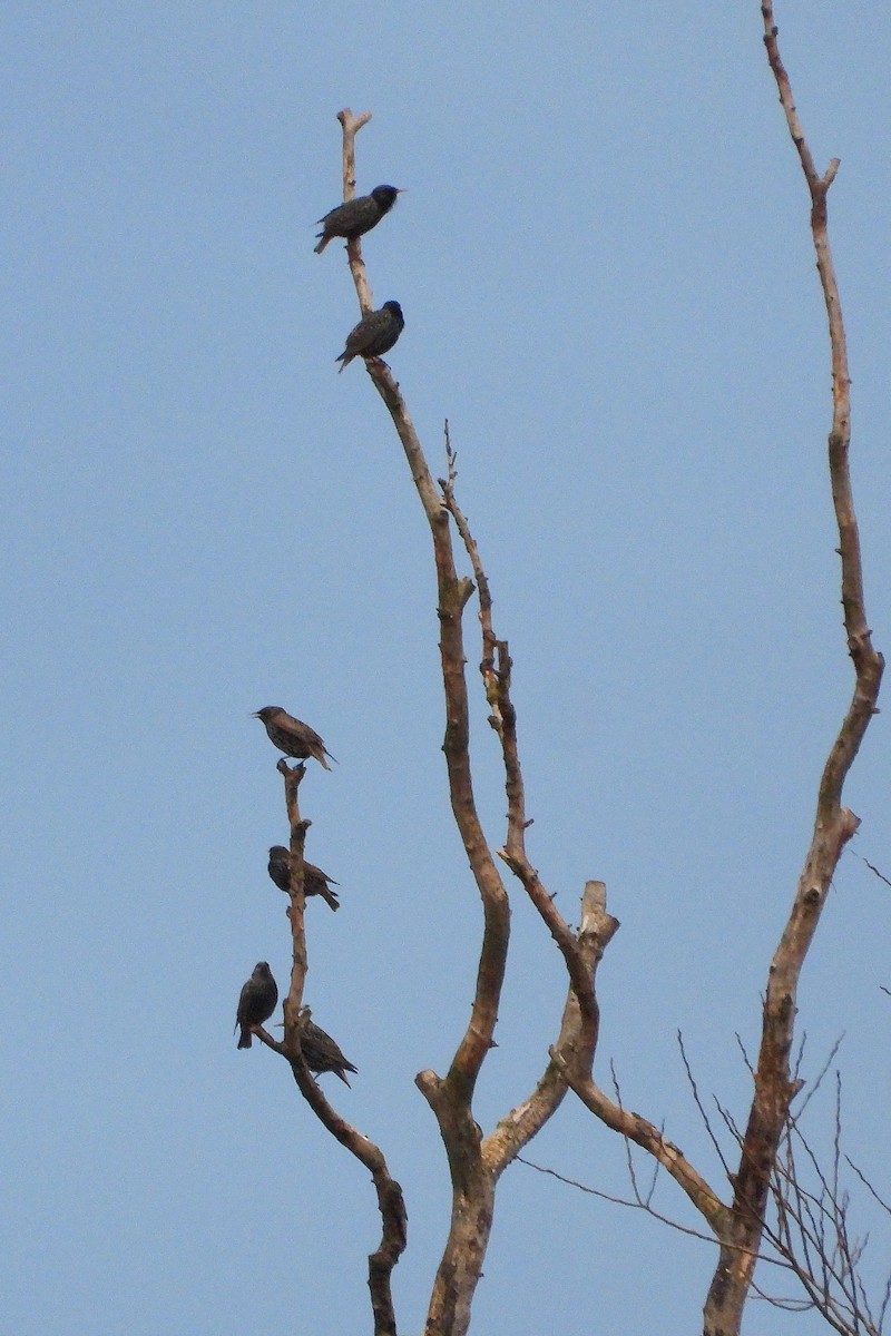 Хар тодол - ML615218935