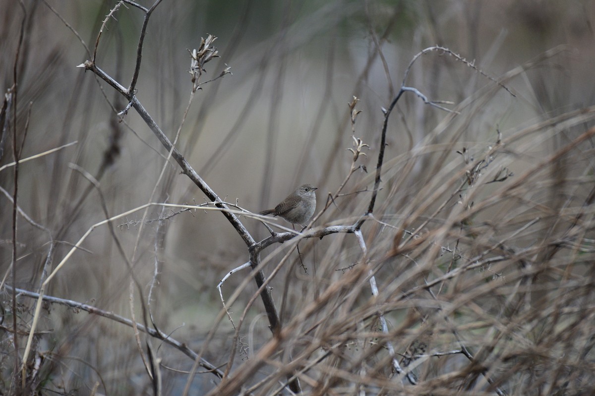 House Wren - ML615218971