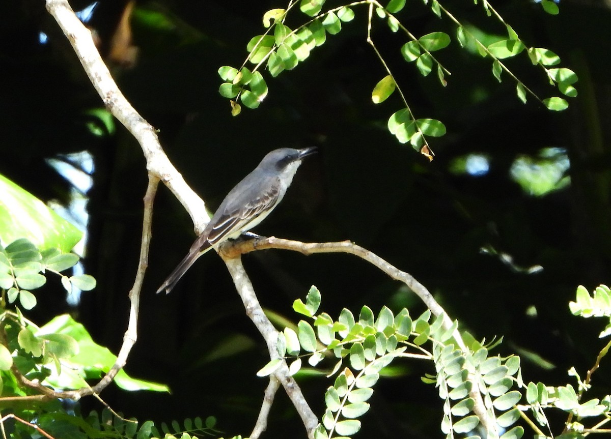 Gray Kingbird - ML615218982