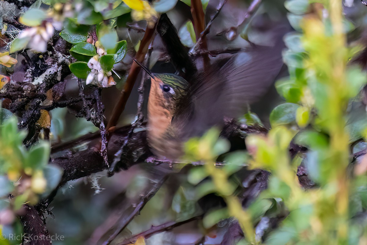 kolibřík dřišťálový - ML615219054