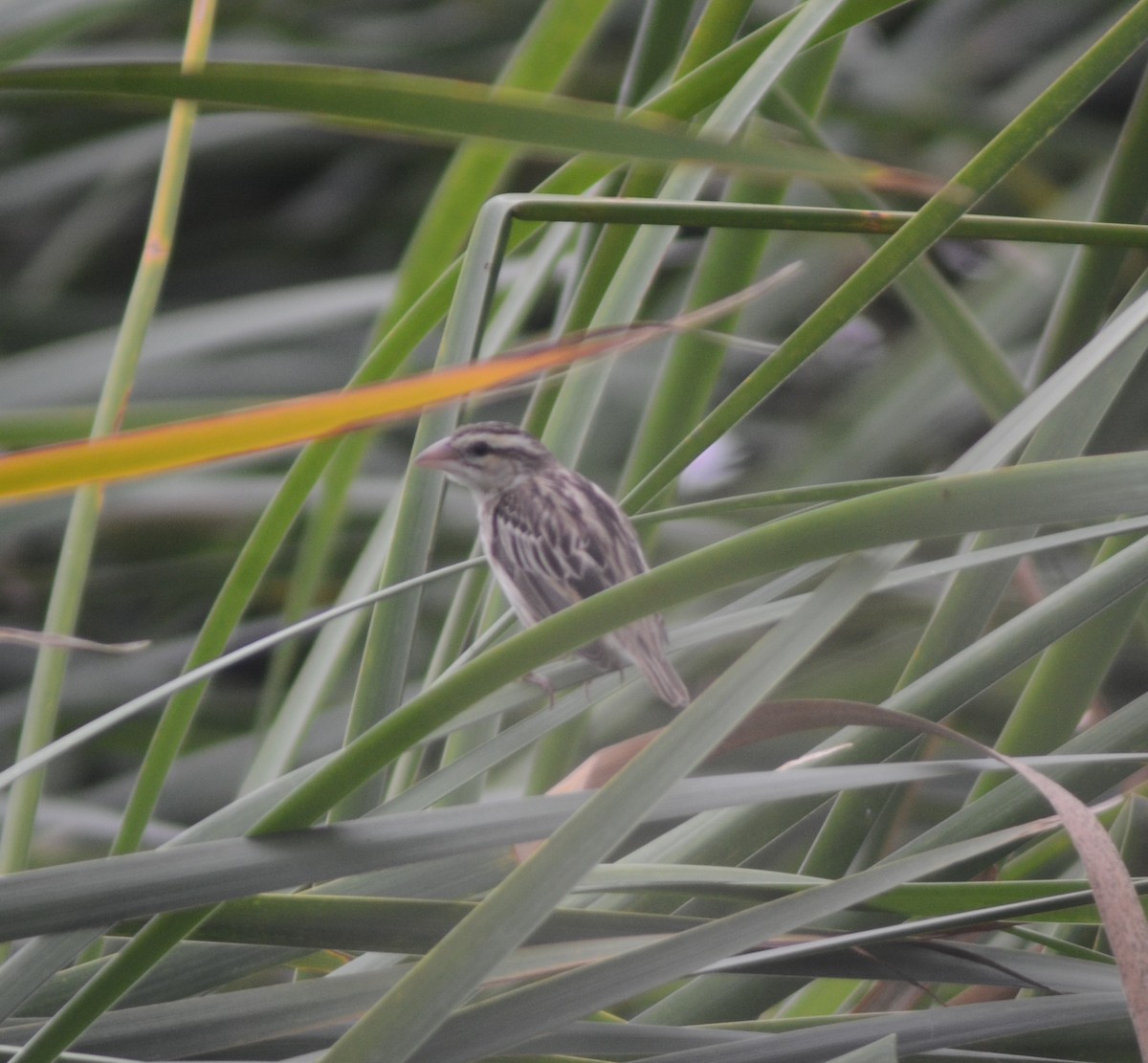 Yellow-crowned Bishop - ML615219149