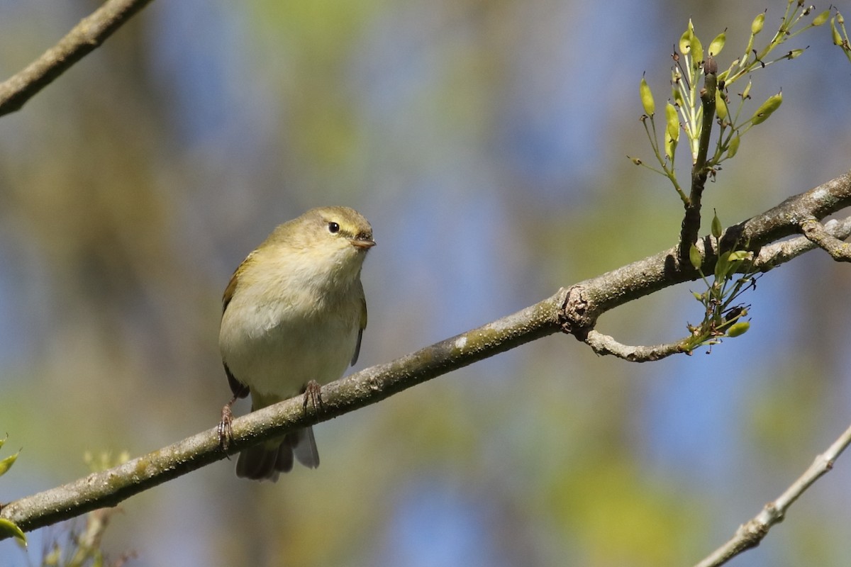 Iberian Chiffchaff - António Gonçalves