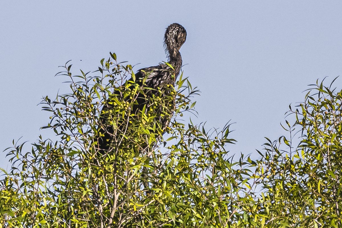 Limpkin - ML615219219