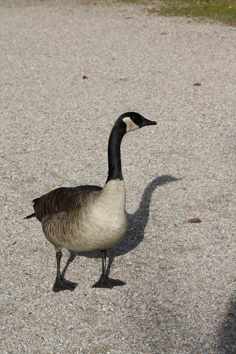 Canada Goose - ML615219227