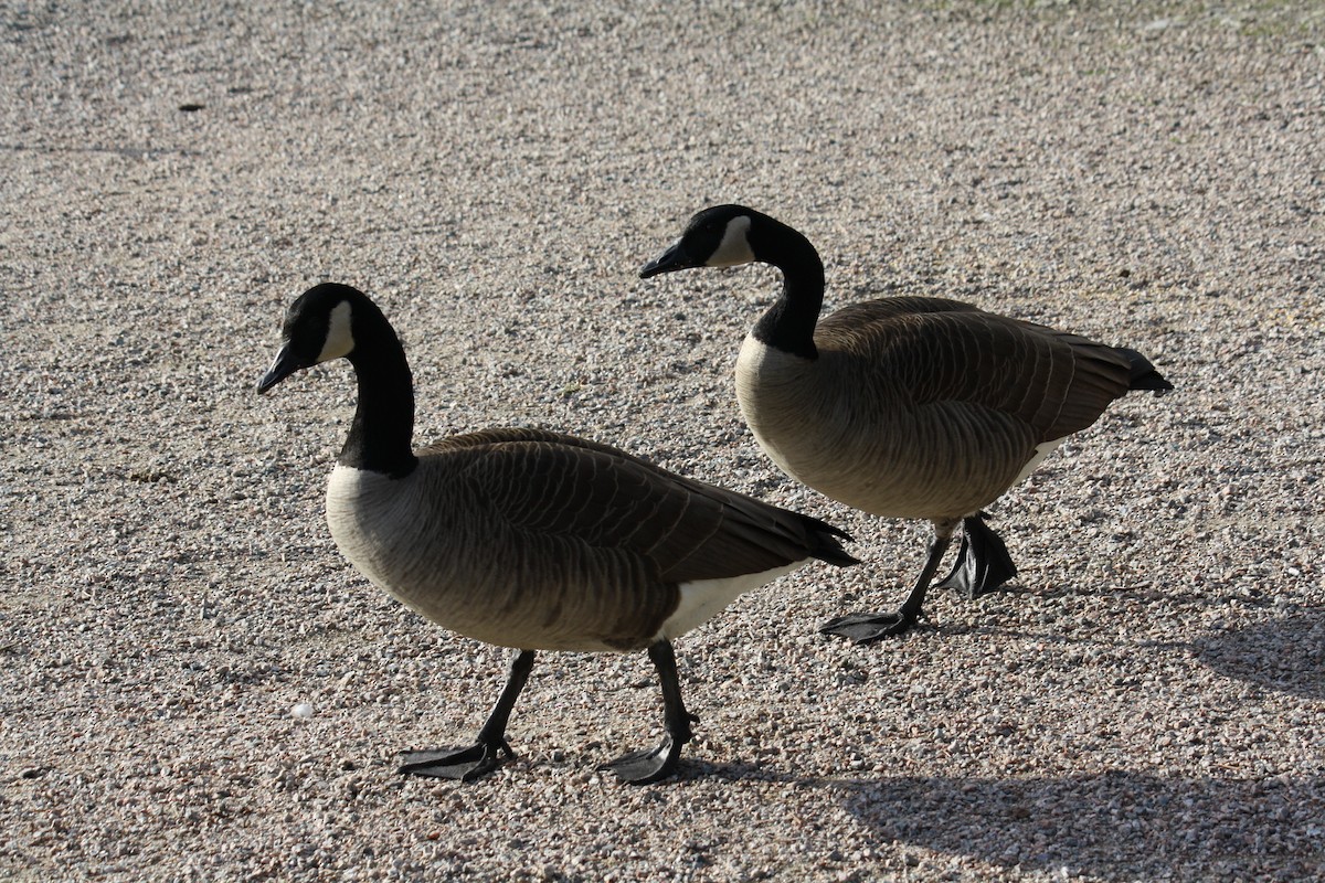 Canada Goose - ML615219230