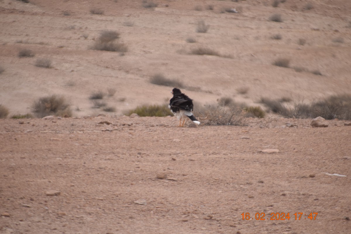 Mountain Caracara - ML615219258