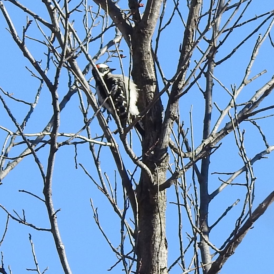Downy Woodpecker - ML615219284