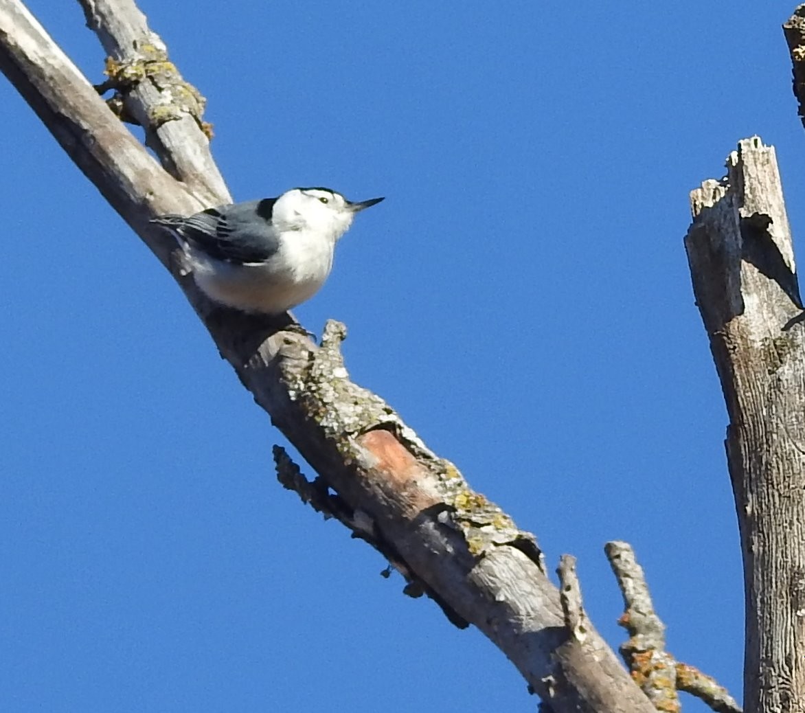 White-breasted Nuthatch - ML615219297