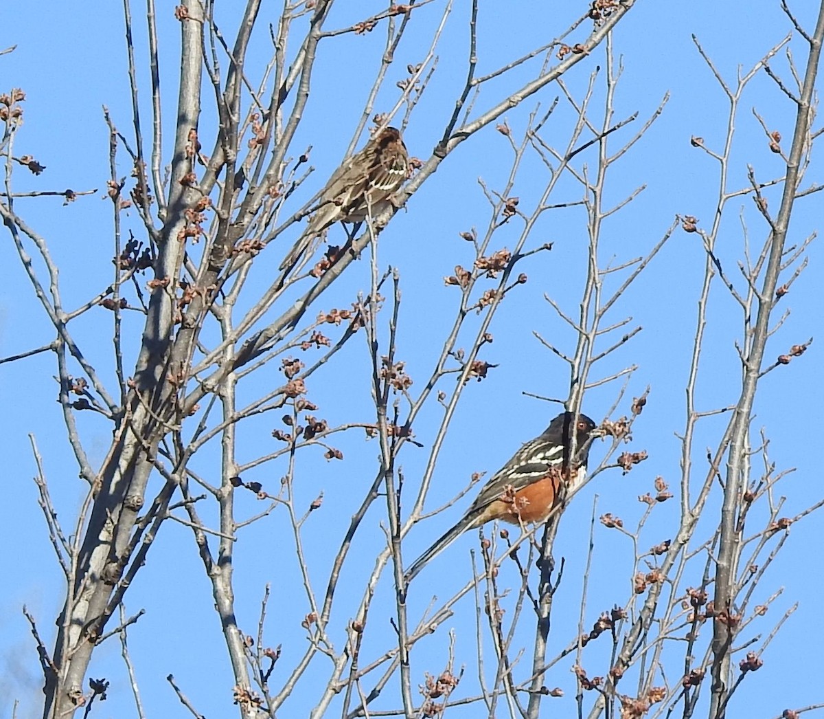 Spotted Towhee - ML615219313