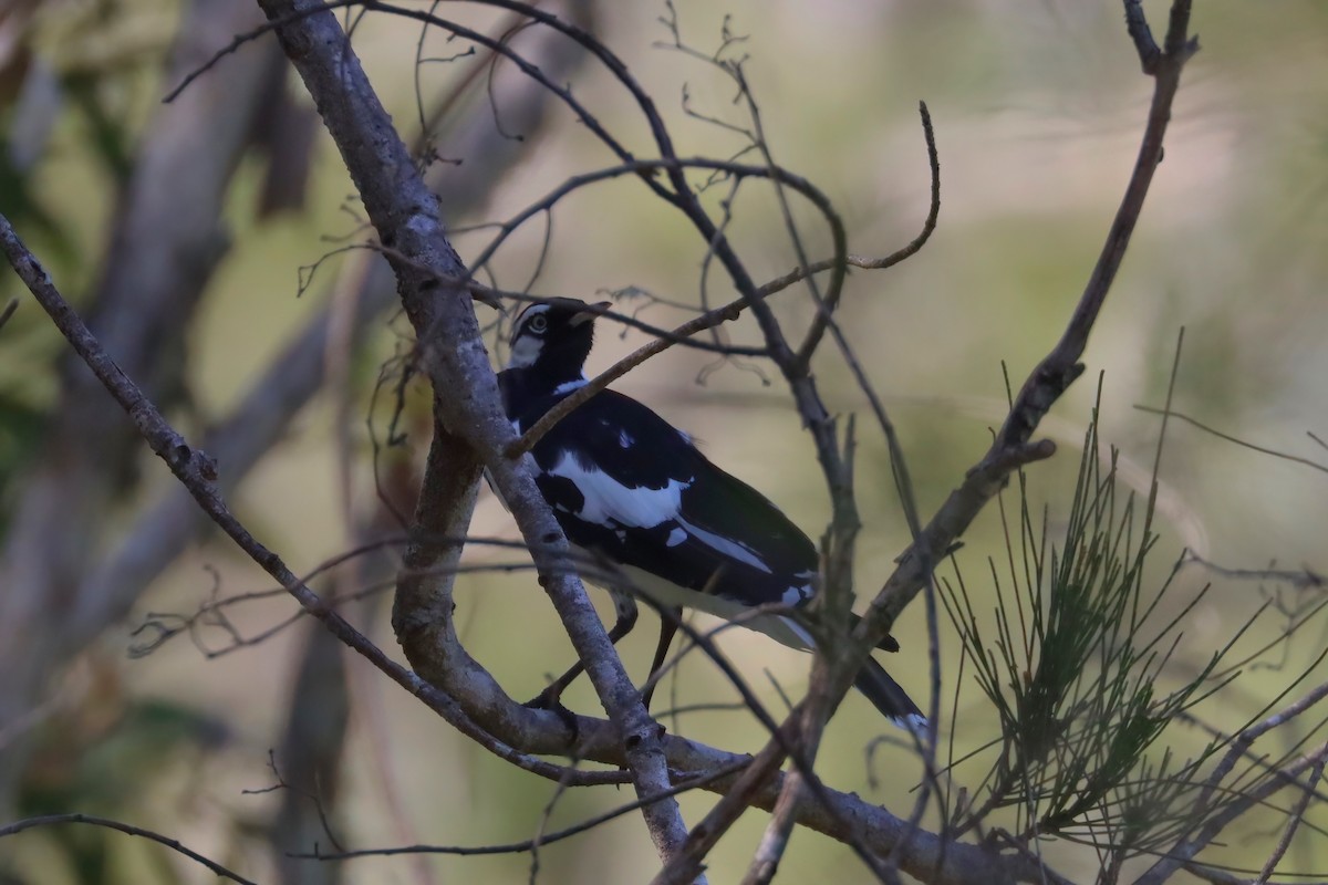 Magpie-lark - ML615219335