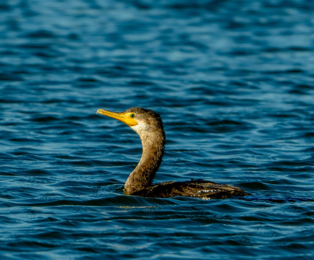 Double-crested Cormorant - ML615219342