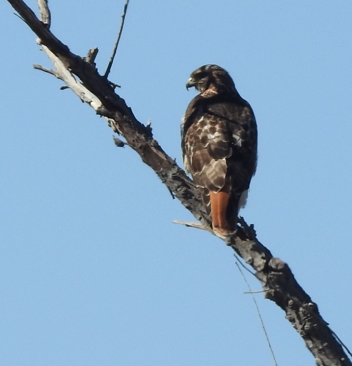 Poiana codarossa - ML615219357