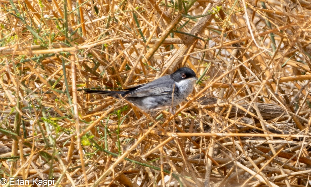 Cyprus Warbler - Eitan Kaspi