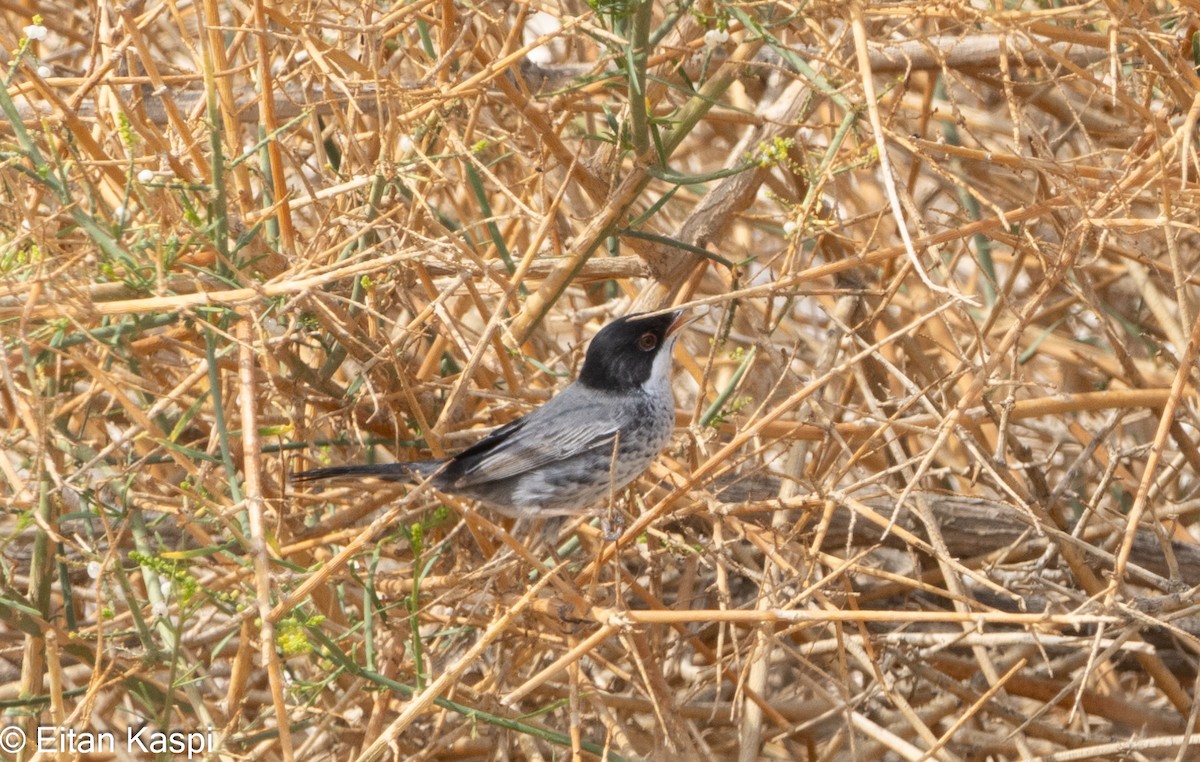 Cyprus Warbler - Eitan Kaspi