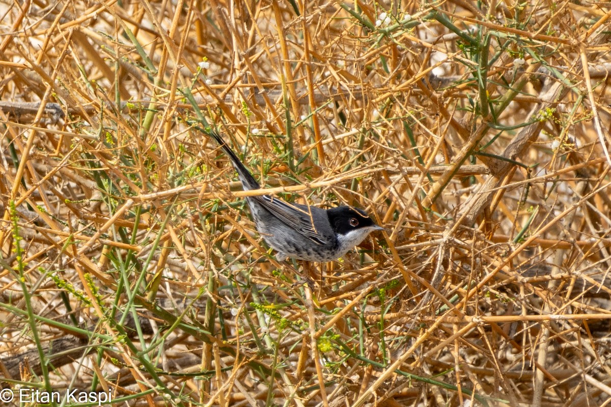 Cyprus Warbler - ML615219363