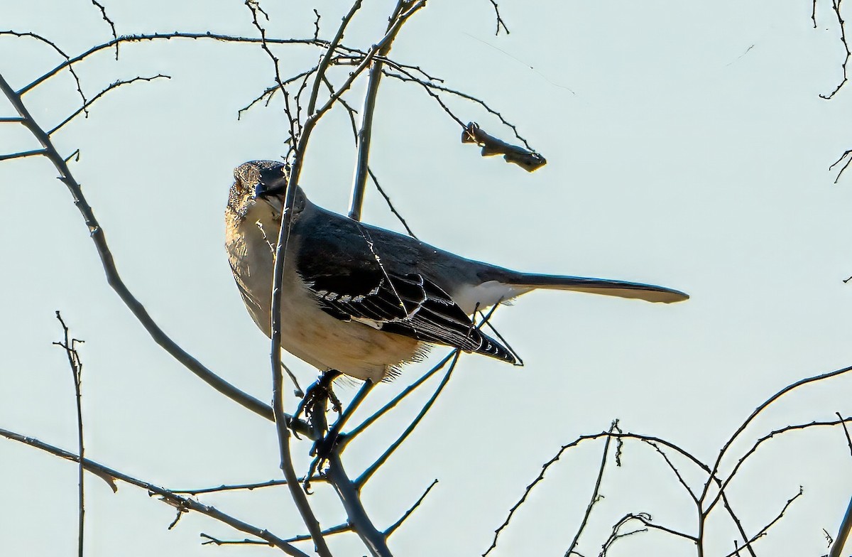 Northern Mockingbird - ML615219428