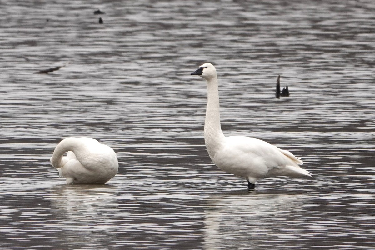 Cygne siffleur - ML615219458