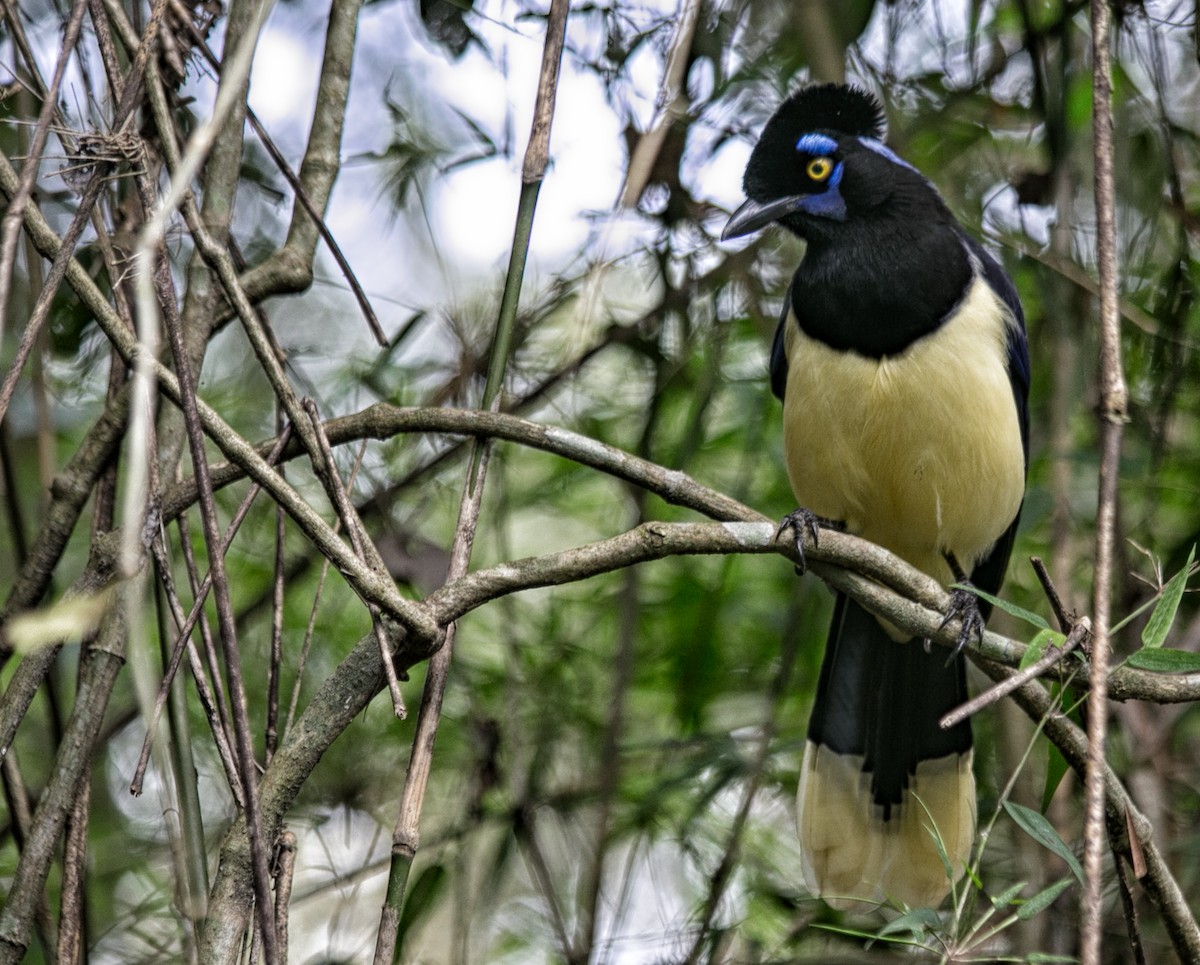 Plush-crested Jay - ML615219480