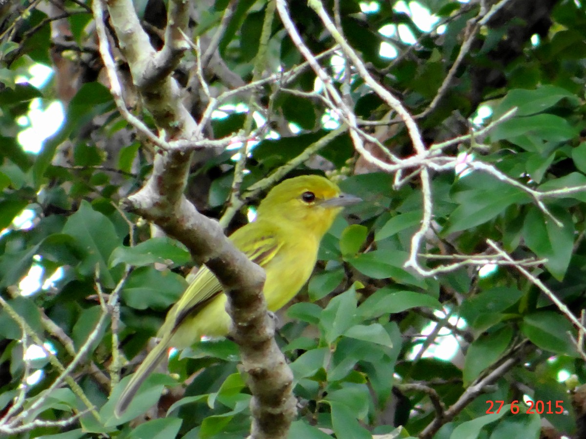 Picoplano Pechiamarillo (grupo flaviventris) - ML615219528