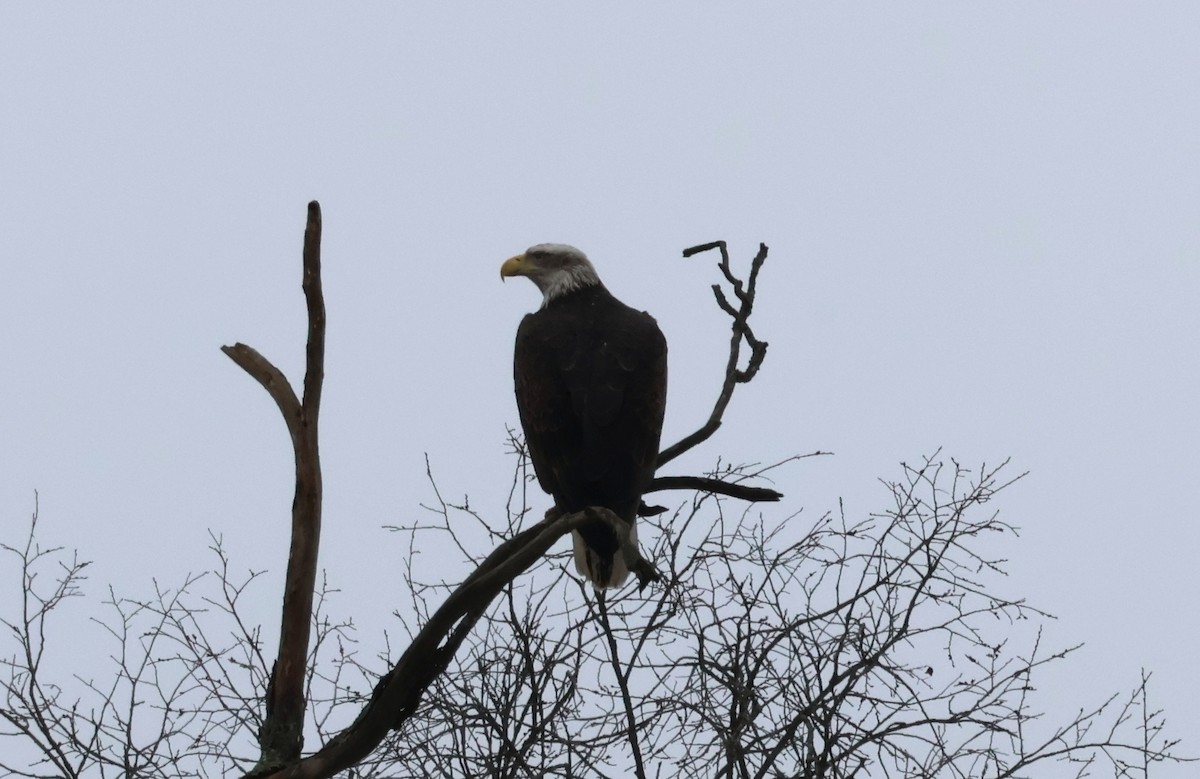 Bald Eagle - ML615219562