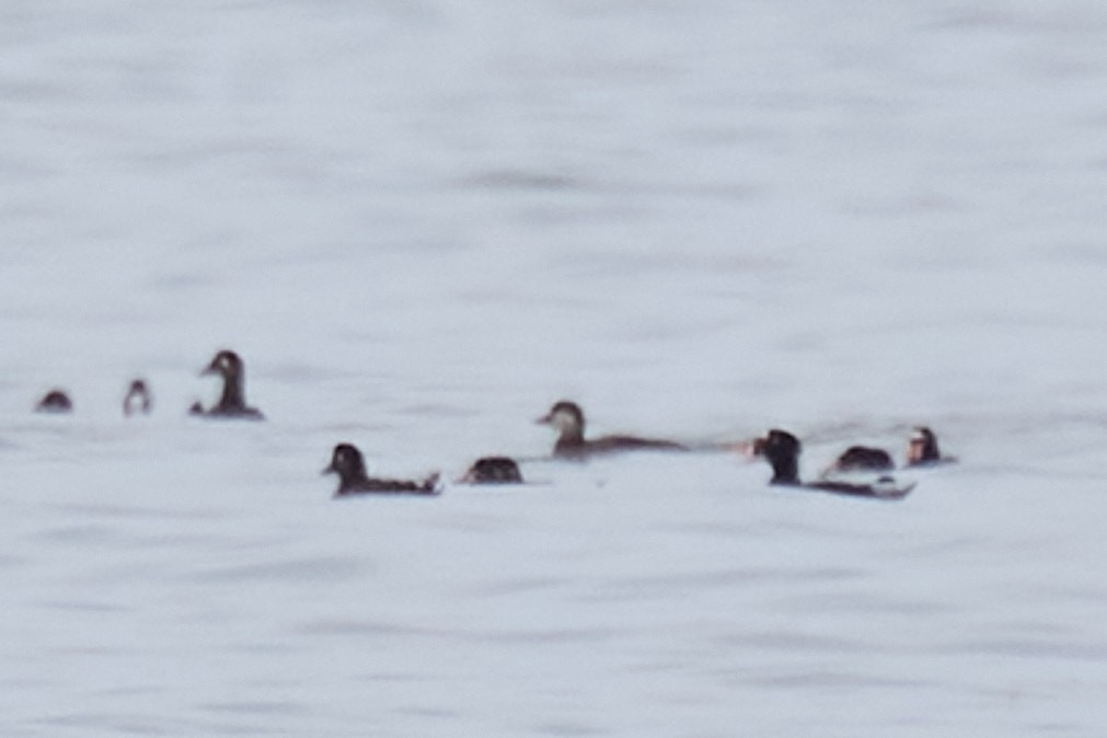 Black Scoter - Ed Yong