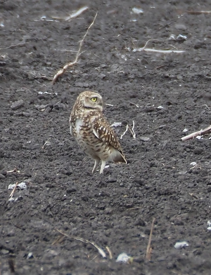 Burrowing Owl - ML615219640