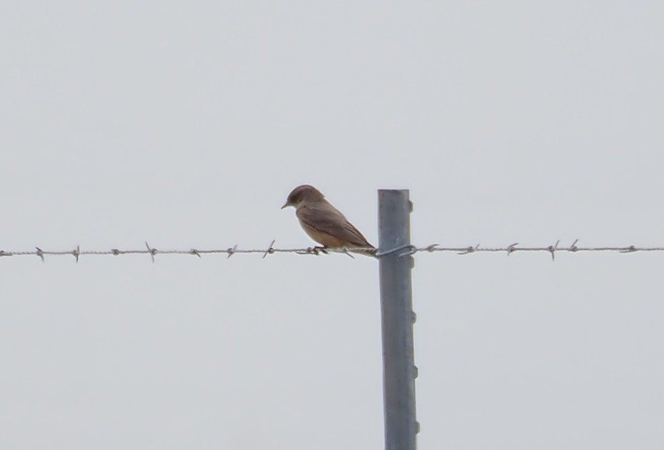 Say's Phoebe - Lorie Carnes