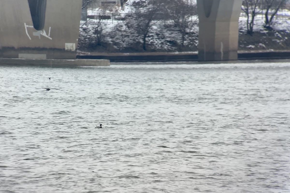 Red-breasted Merganser - ML615219738