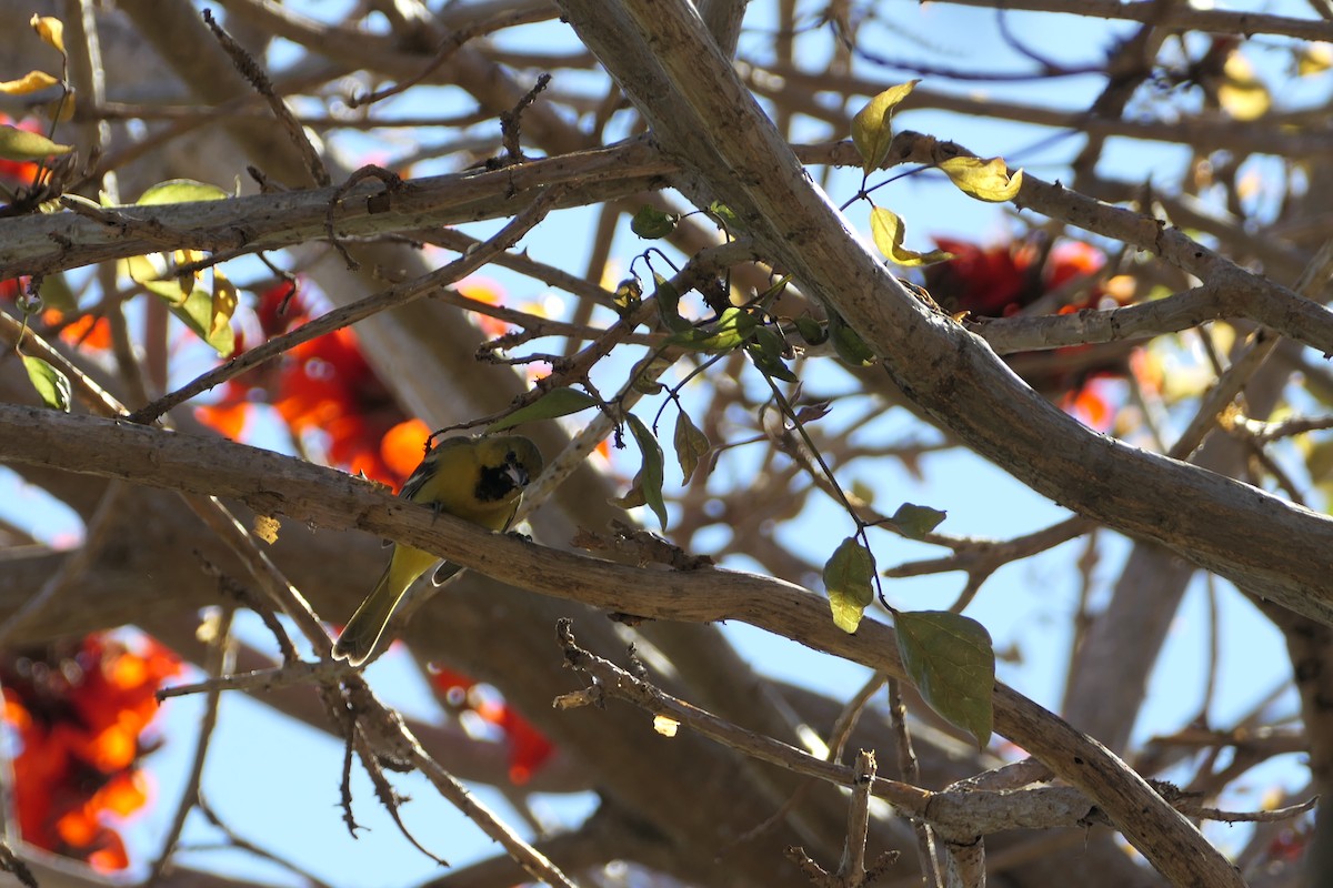 Orchard Oriole - bonnie henson