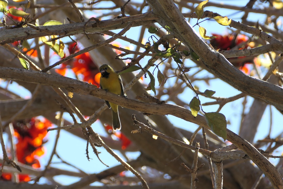 Orchard Oriole - bonnie henson