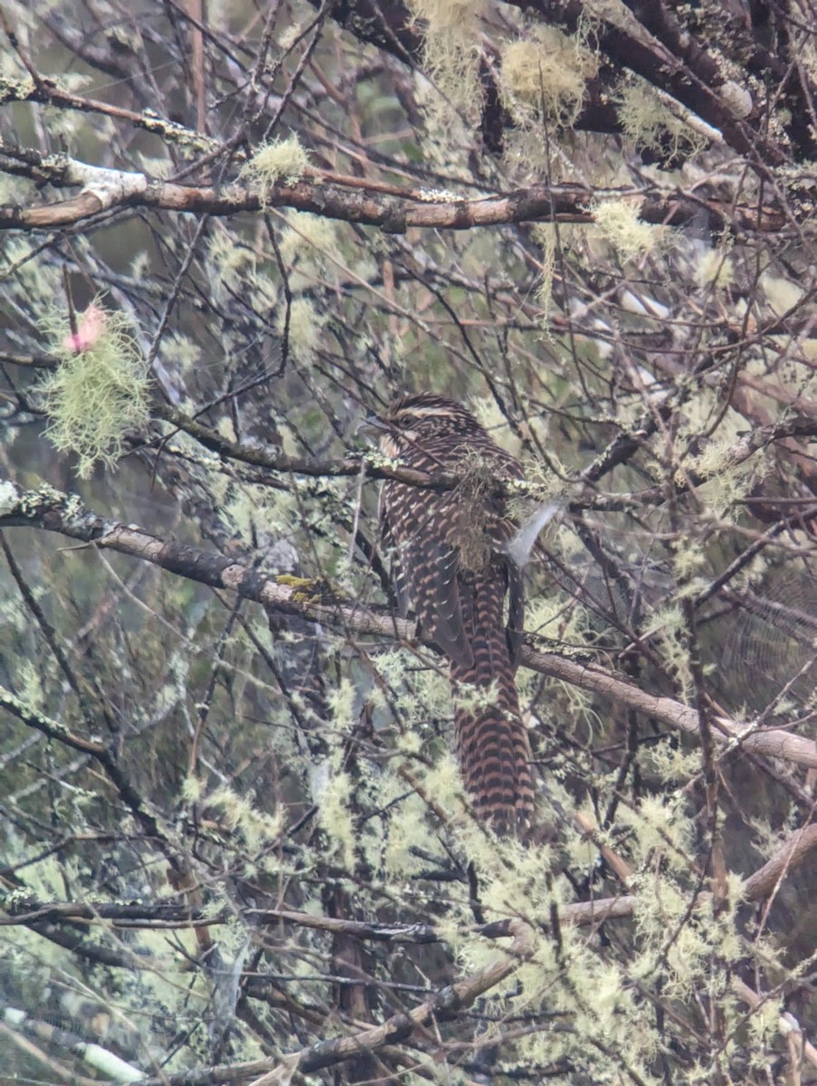 Long-tailed Koel - ML615219838