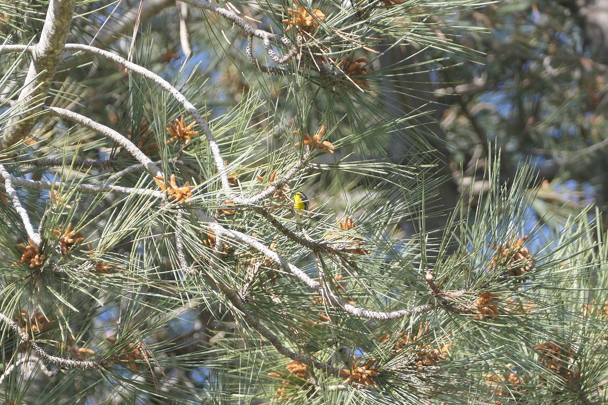 Grace's Warbler - ML615219860