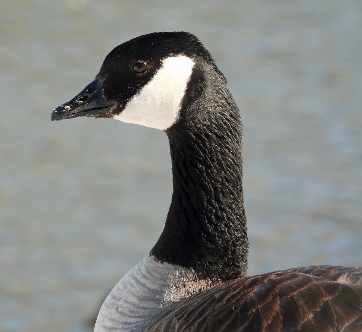 Canada Goose - ML615219912