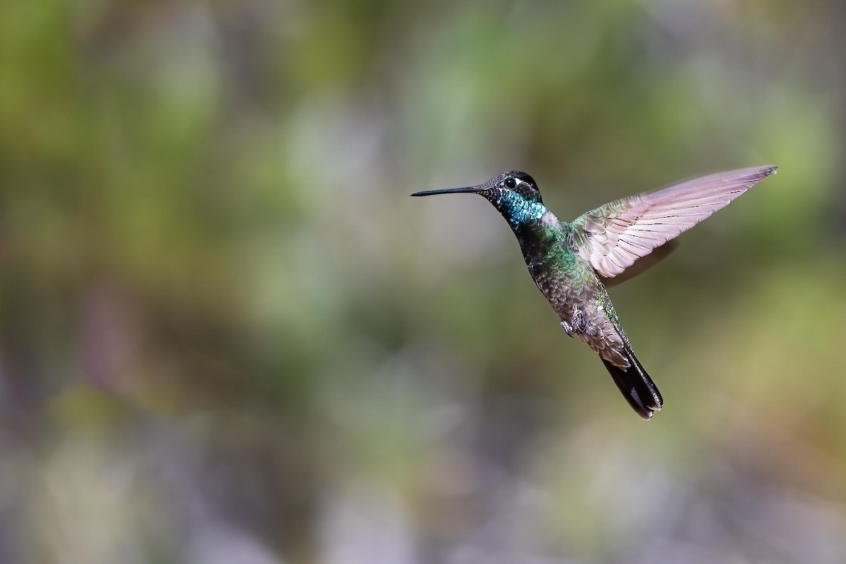 kolibřík skvostný - ML615220126