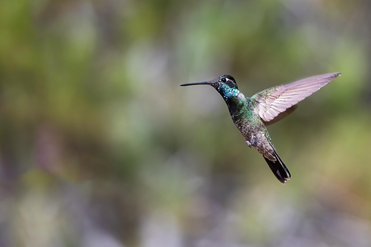 Colibrí Magnífico - ML615220126