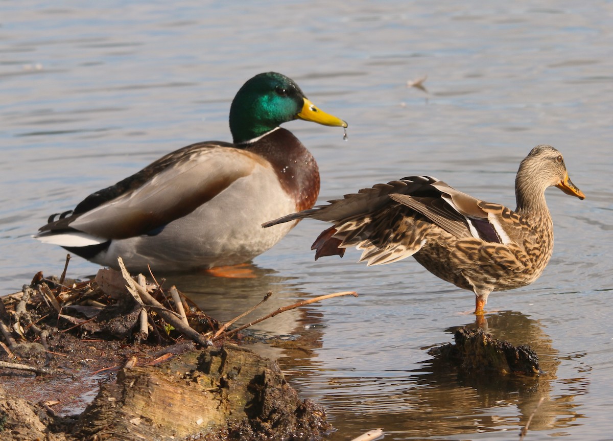 Canard colvert - ML615220156