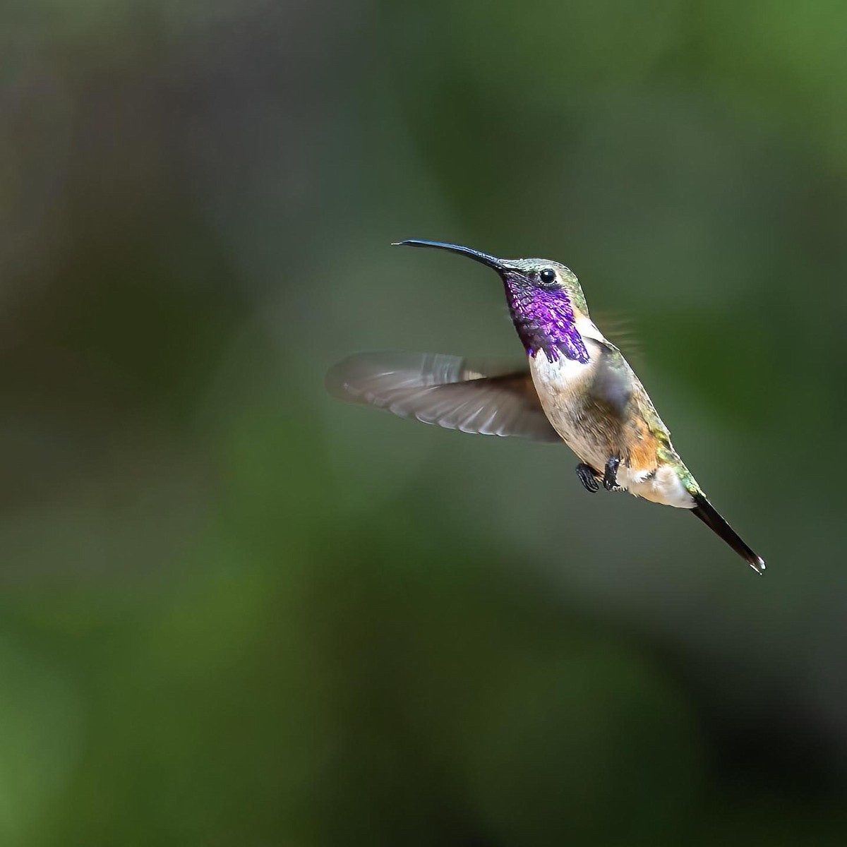 Lucifer Hummingbird - ML615220202