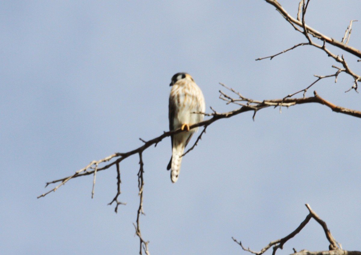 American Kestrel - Mark Hays