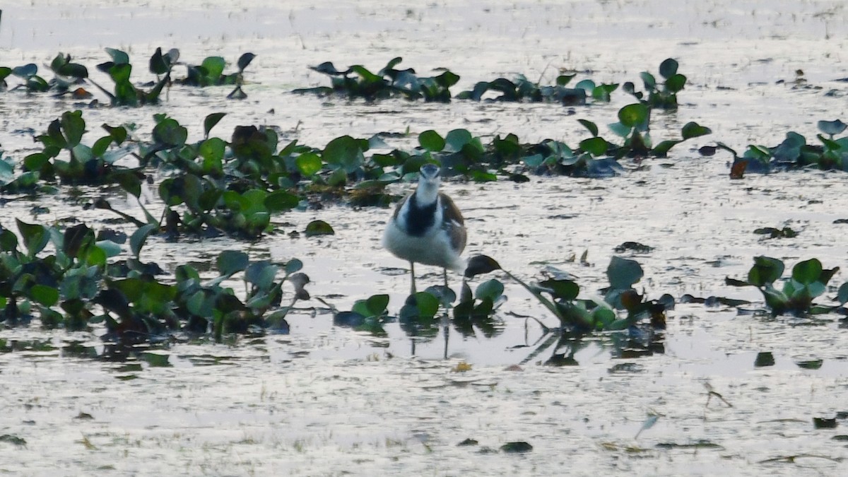 Pheasant-tailed Jacana - ML615220221