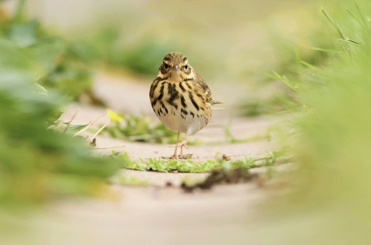 Olive-backed Pipit - ML615220228