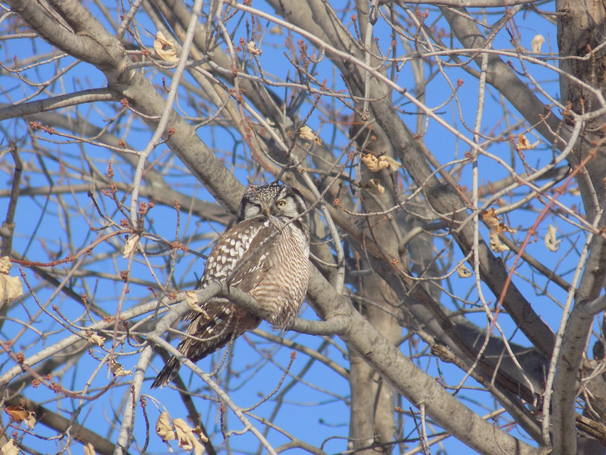 Northern Hawk Owl - ML615220275