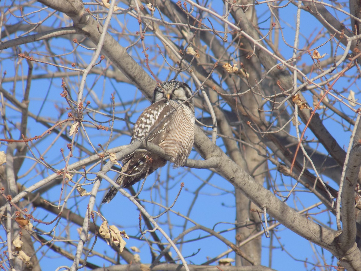 Northern Hawk Owl - ML615220286