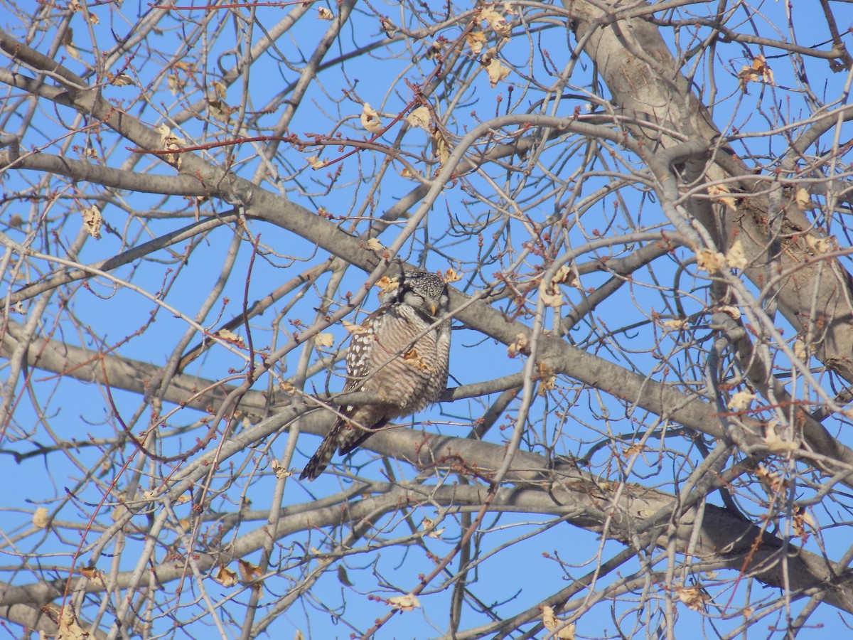 Northern Hawk Owl - ML615220328