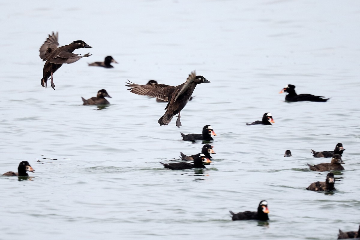 Surf Scoter - Ed Yong