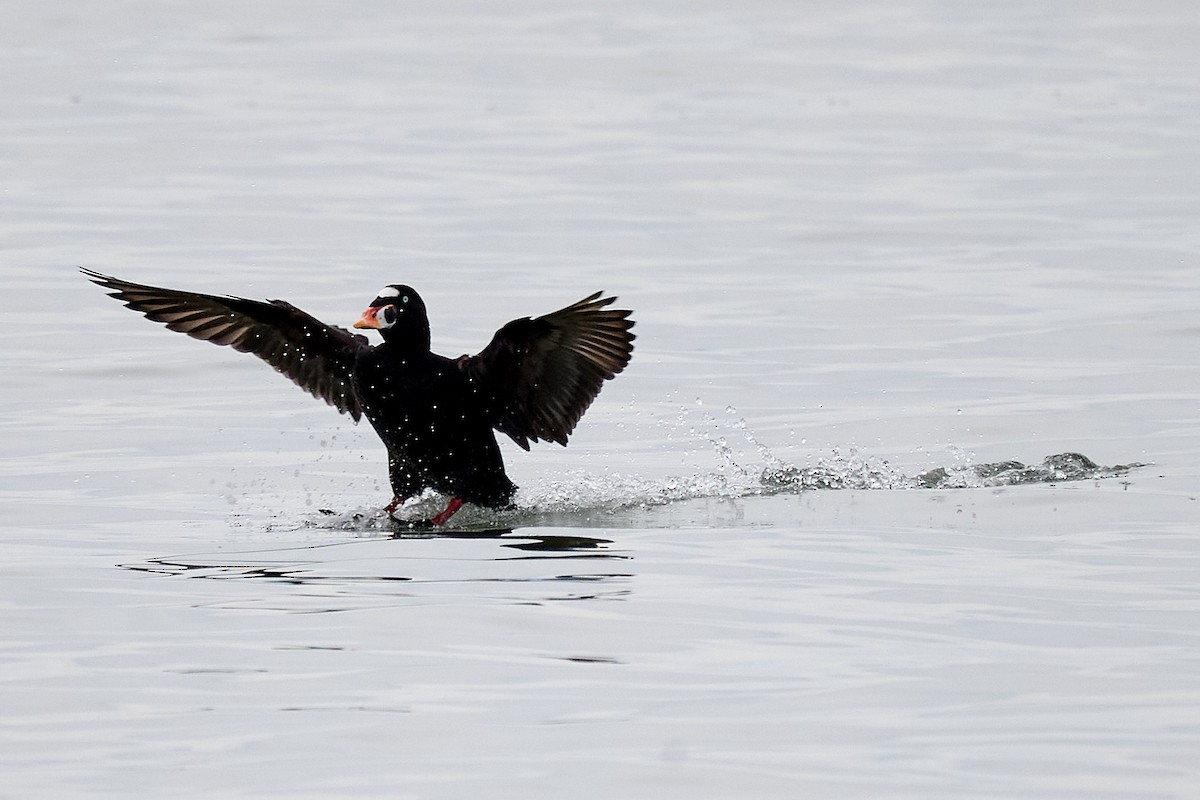 Surf Scoter - ML615220343