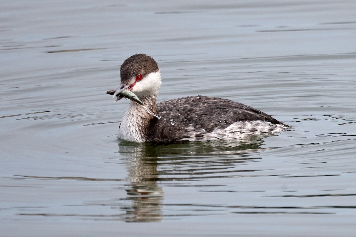 Horned Grebe - ML615220346