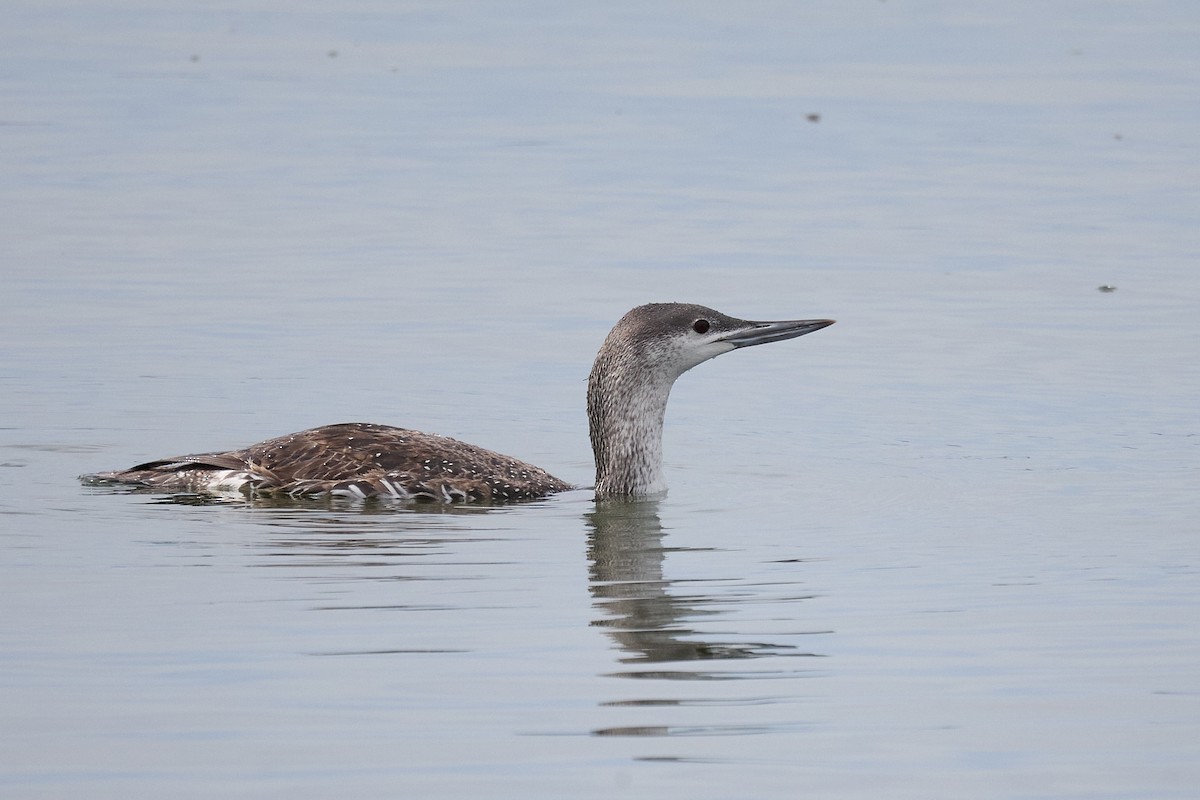 Red-throated Loon - Ed Yong