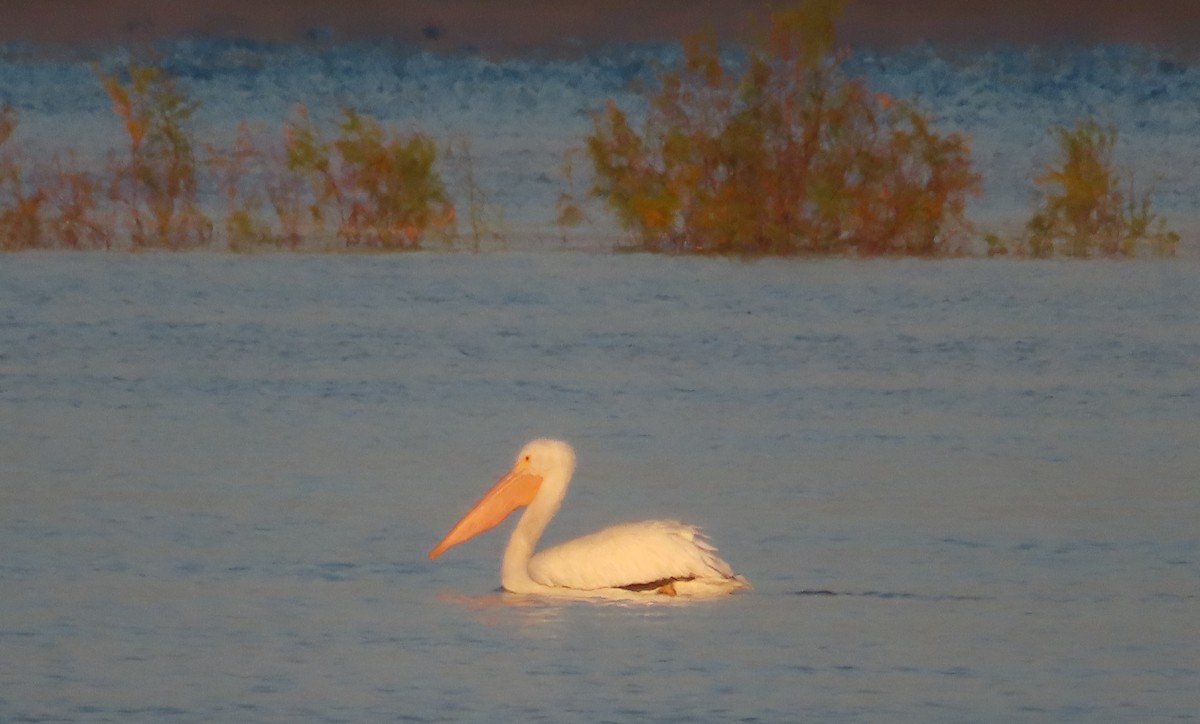 American White Pelican - ML615220354