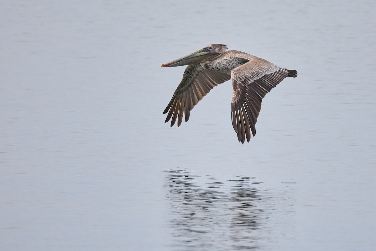 Brown Pelican - ML615220357