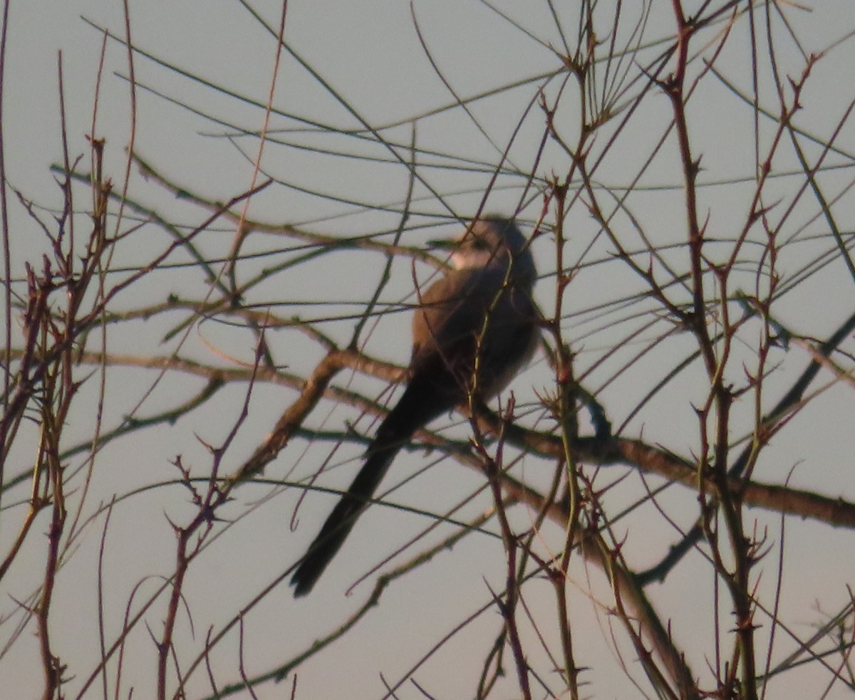 Scissor-tailed Flycatcher - ML615220371